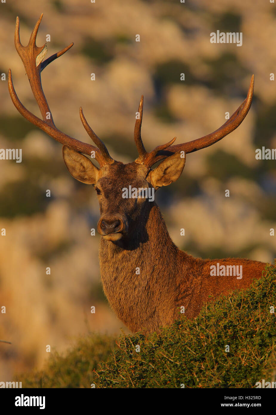 Deer glance Stock Photo