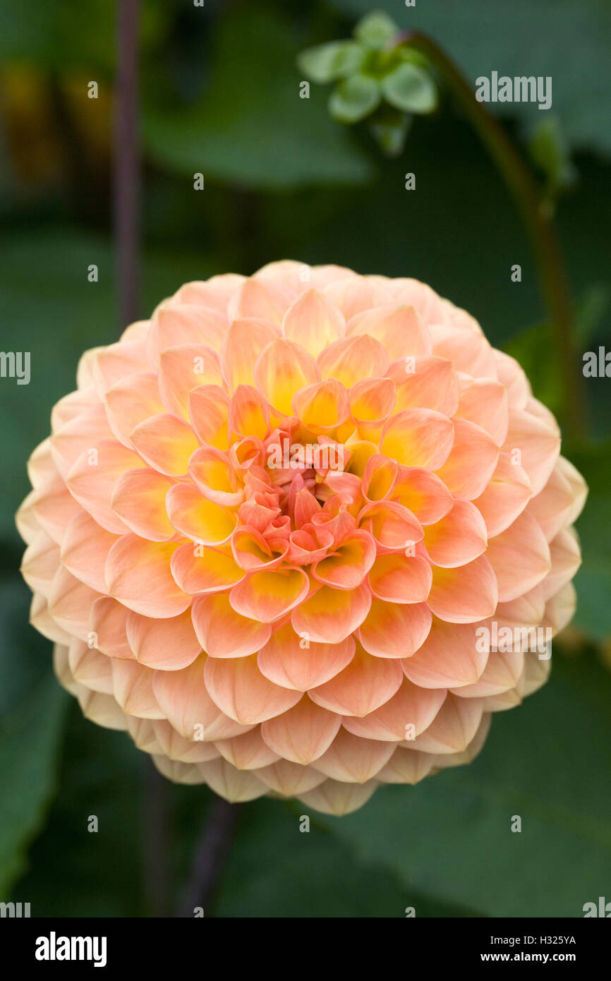 Dahlia 'Blyton Softer Gleam' growing in an herbaceous border. Stock Photo