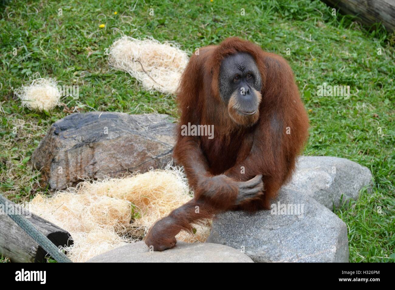 Female primate hi-res stock photography and images - Alamy