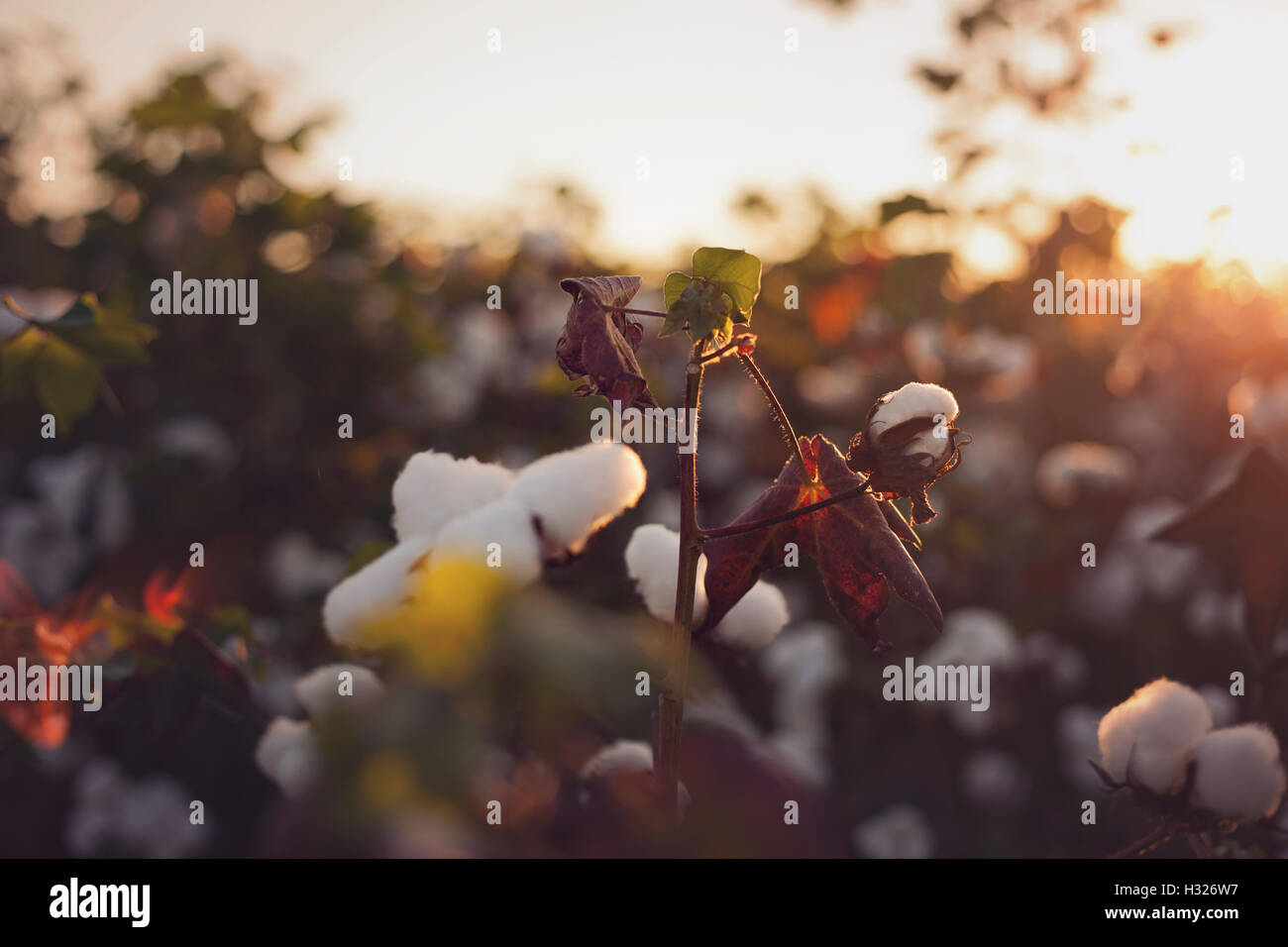 A horizontal photograph taken close up of a cotton field at sunset Stock Photo
