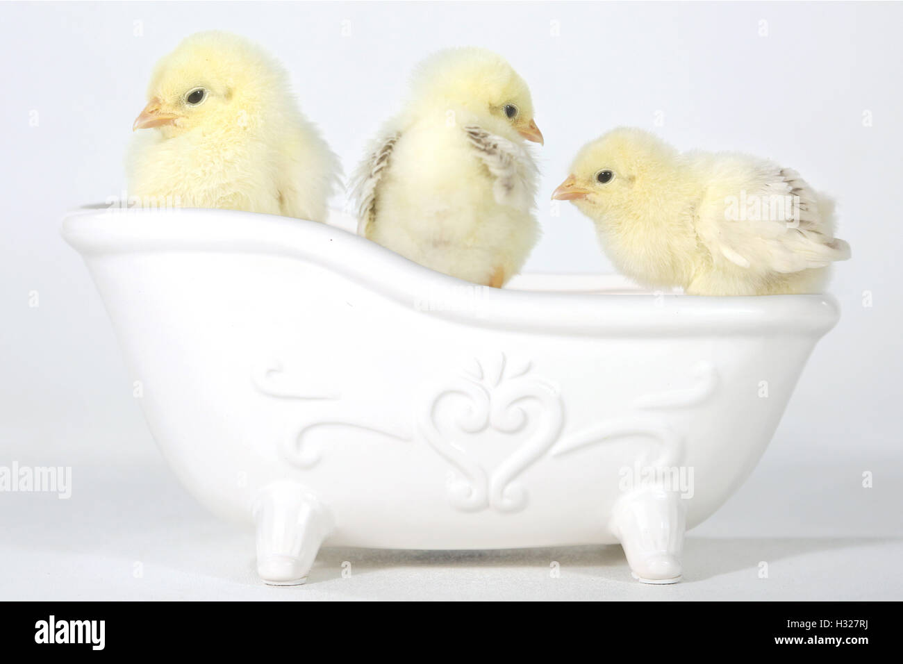 Adorable Baby Chicks in a Bathtub Stock Photo Alamy