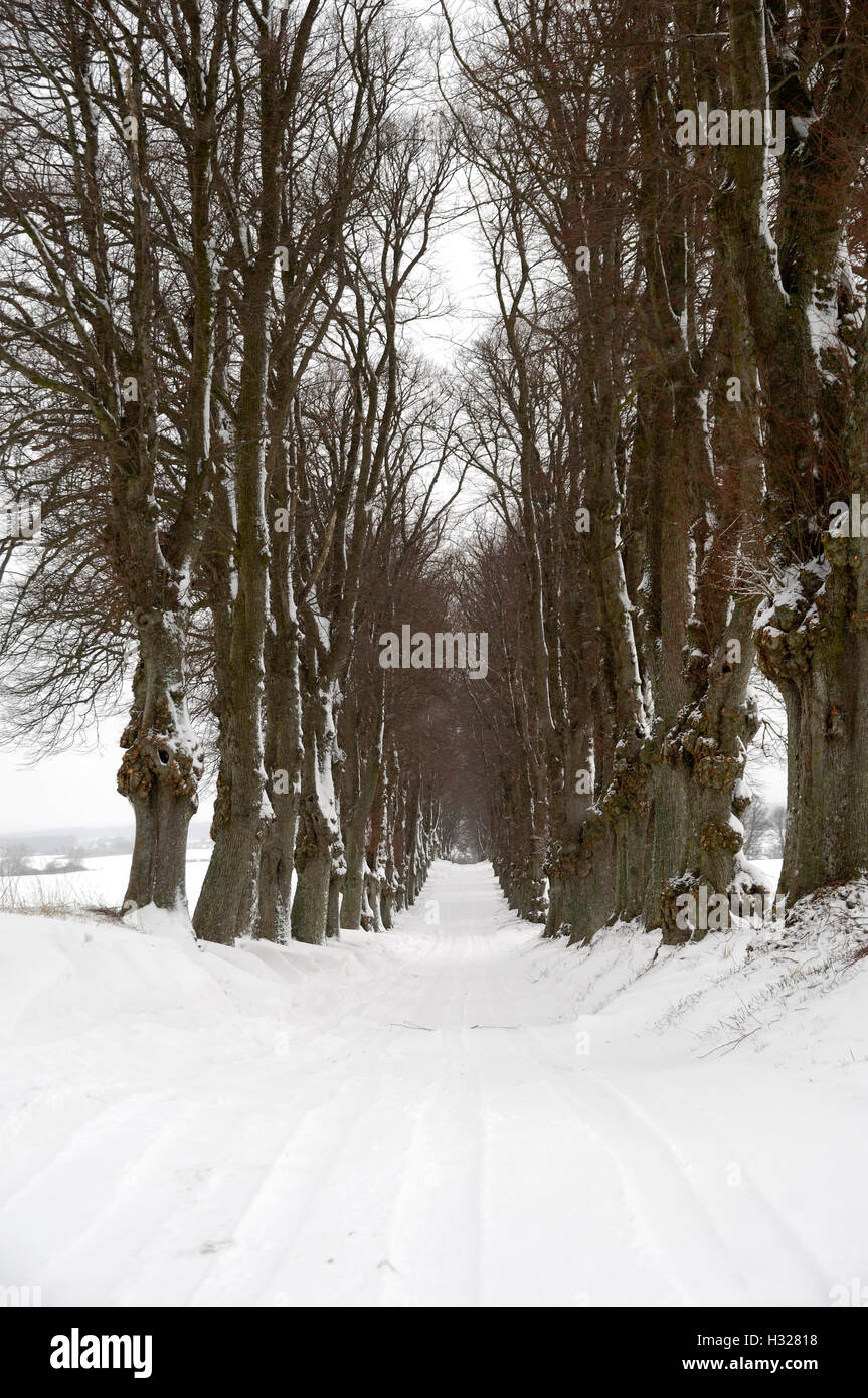 Pathway at winter Stock Photo - Alamy