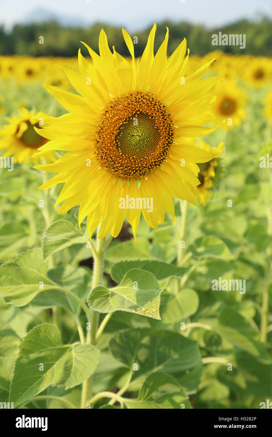 sunflower in the field Stock Photo - Alamy