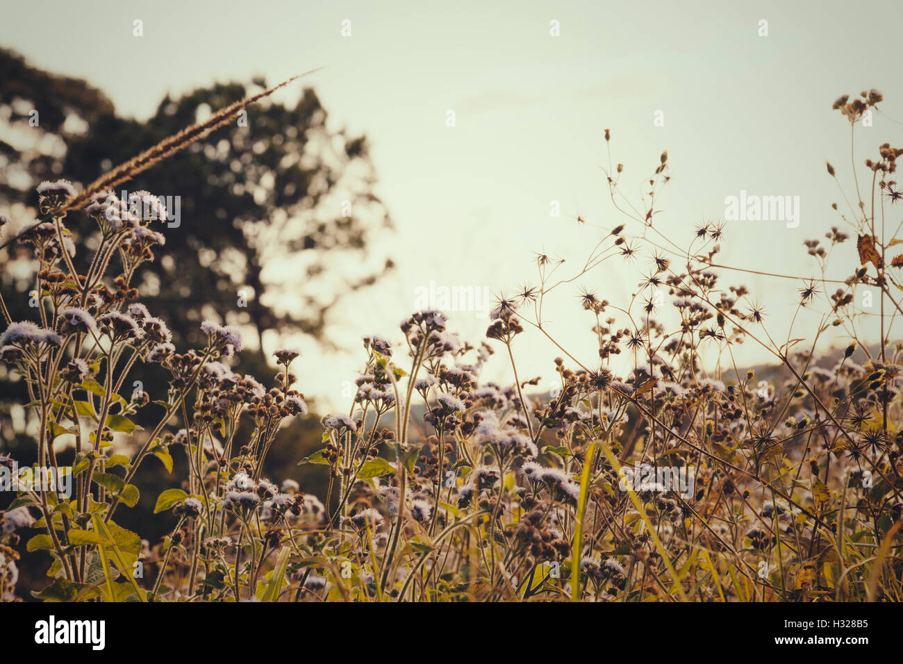 pretty purple field of flowers Stock Photo - Alamy