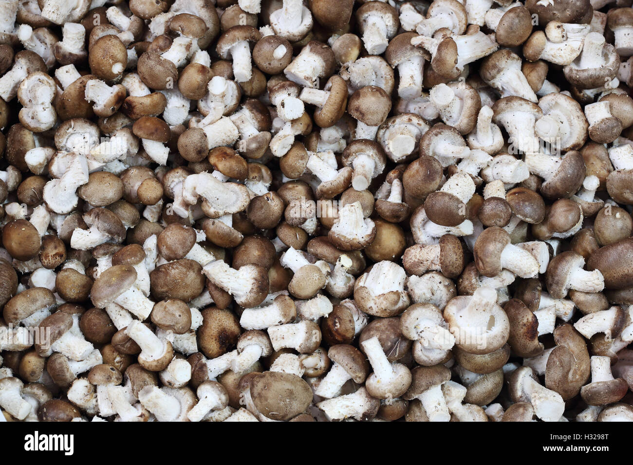 Fresh shiitake mushroom Stock Photo Alamy