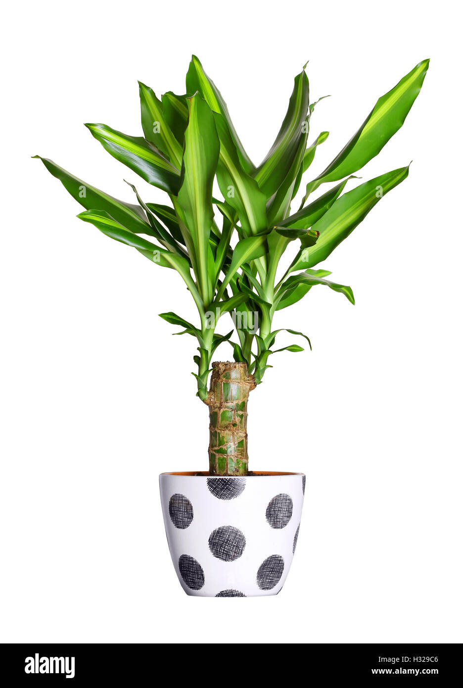 elefantenfuß pflanze preis XXL Elefantenfuß Nolina kaufen – Green Me Up main image 0