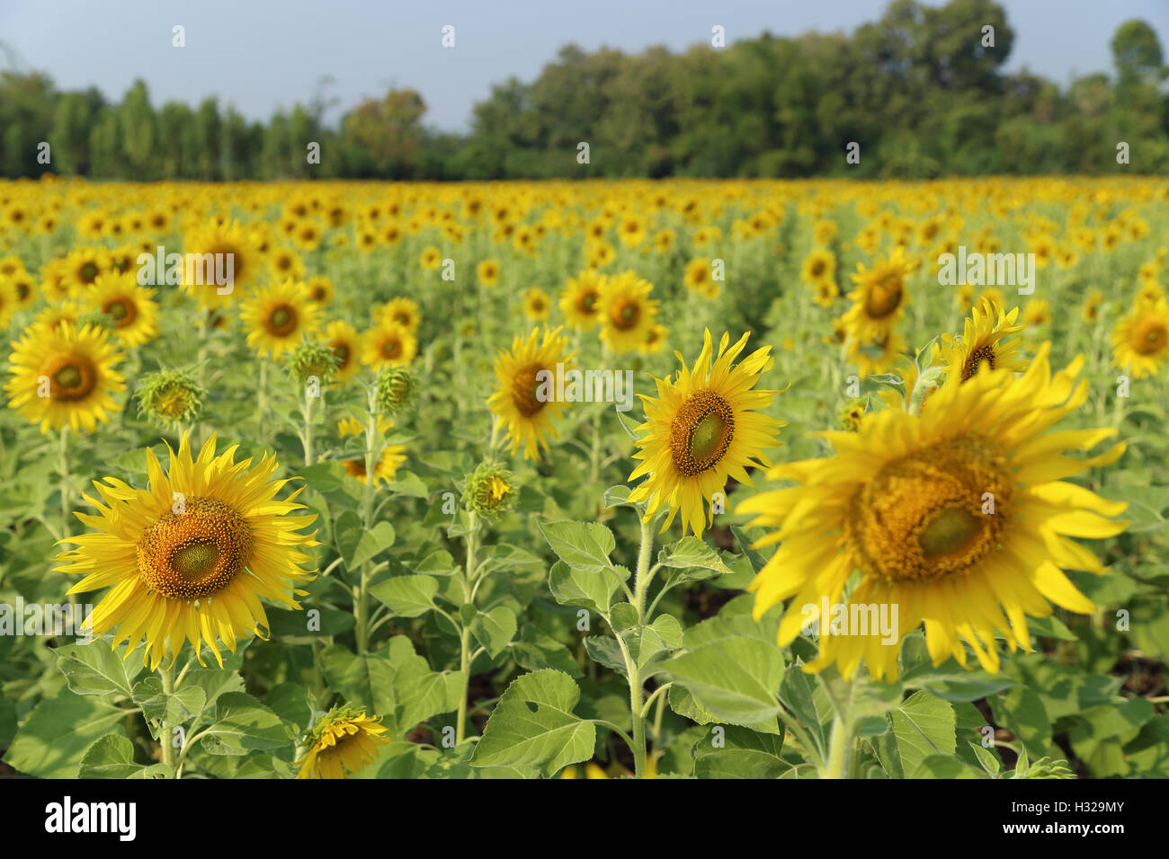sunflower in the field Stock Photo - Alamy