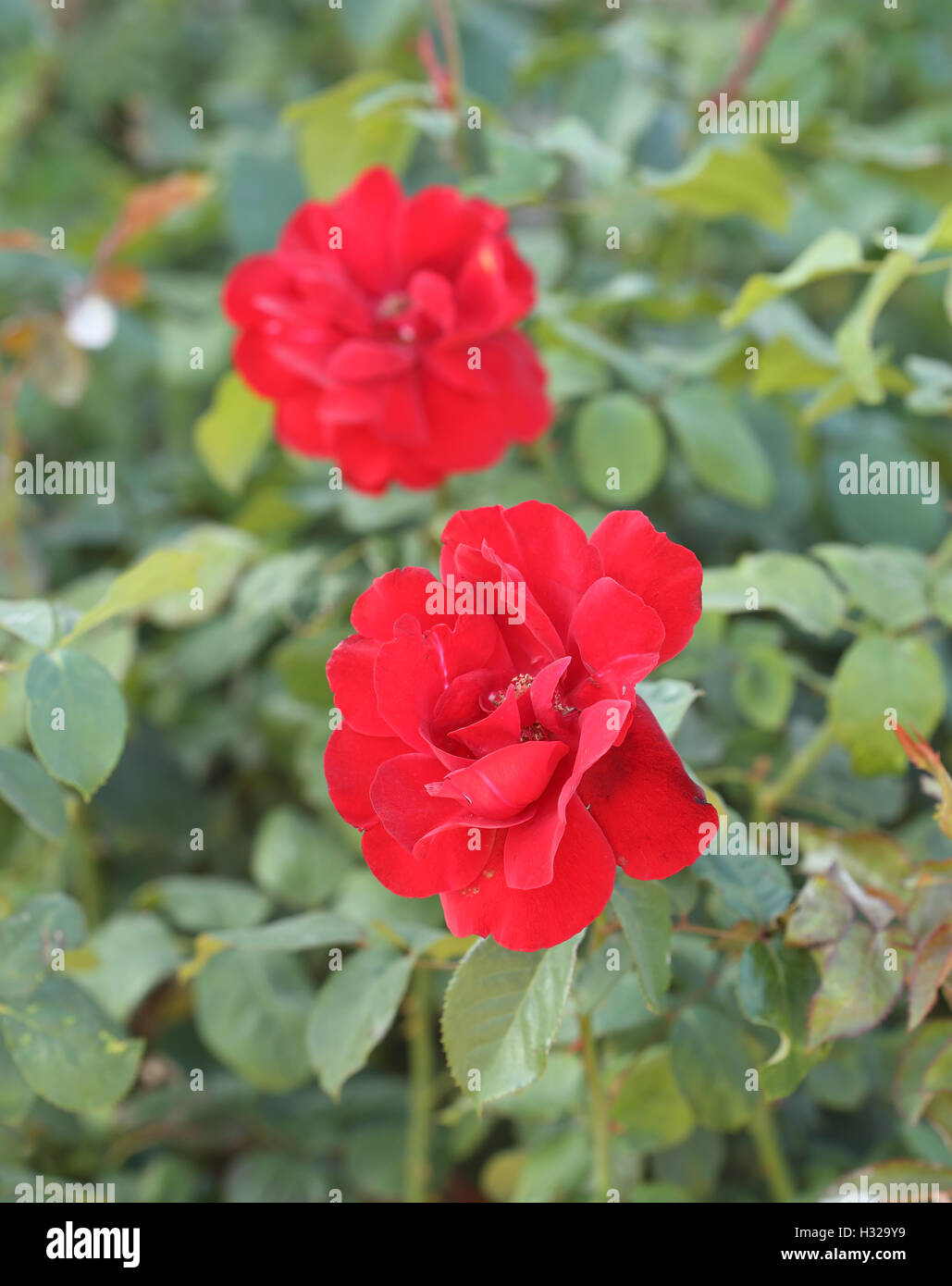 red rose flower in plant Stock Photo - Alamy