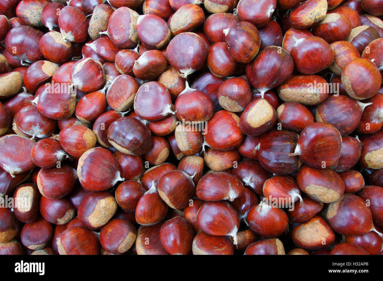 Chestnut backdrop hi-res stock photography and images - Alamy