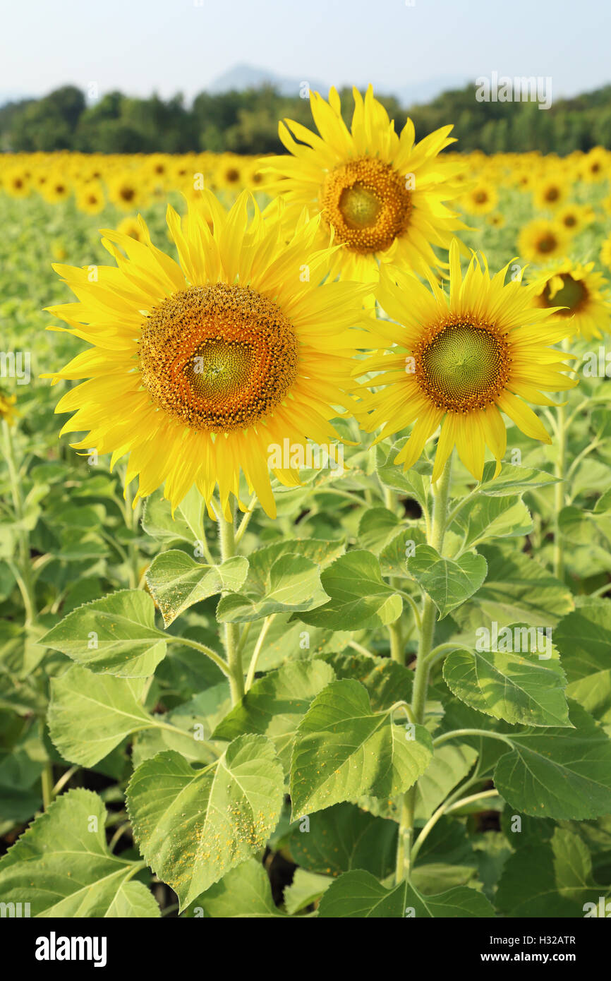 sunflower in the field Stock Photo - Alamy