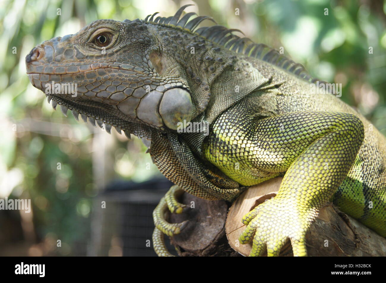 Up-close on lizard at Bali Stock Photo - Alamy