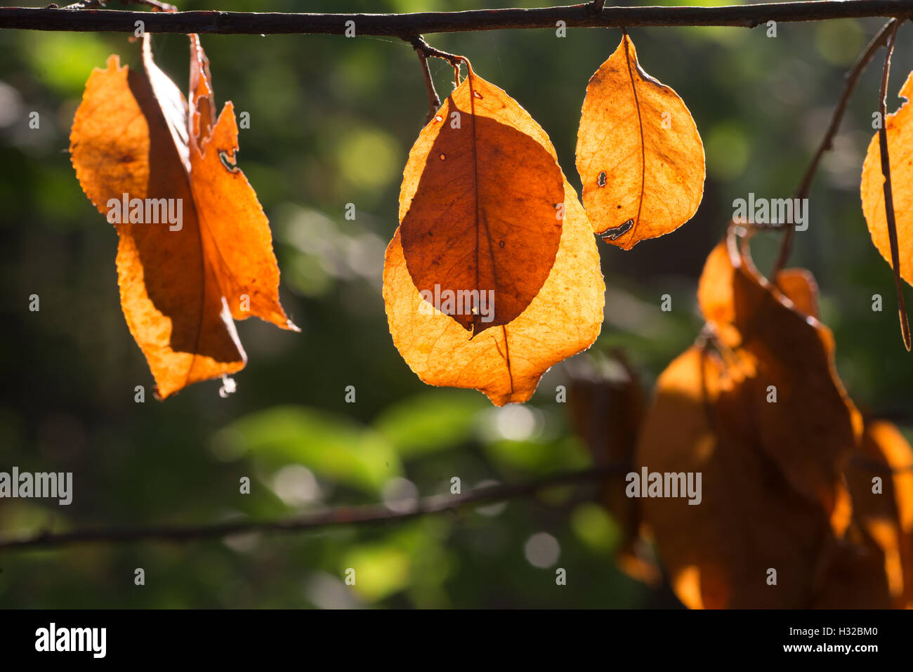 closeup to orange fall leaves in forest Stock Photo