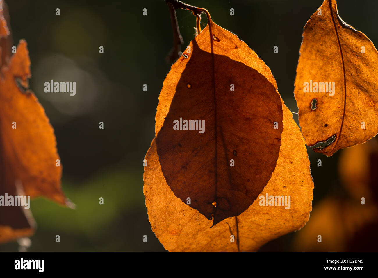 closeup to orange fall leaves in forest Stock Photo