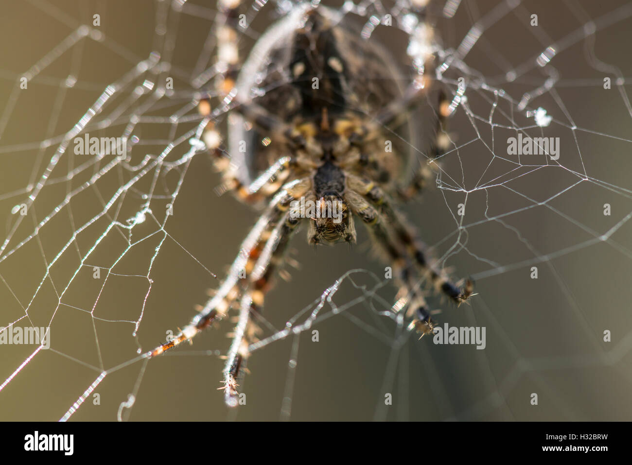 A close up of a garden spider in it's web Stock Photo - Alamy