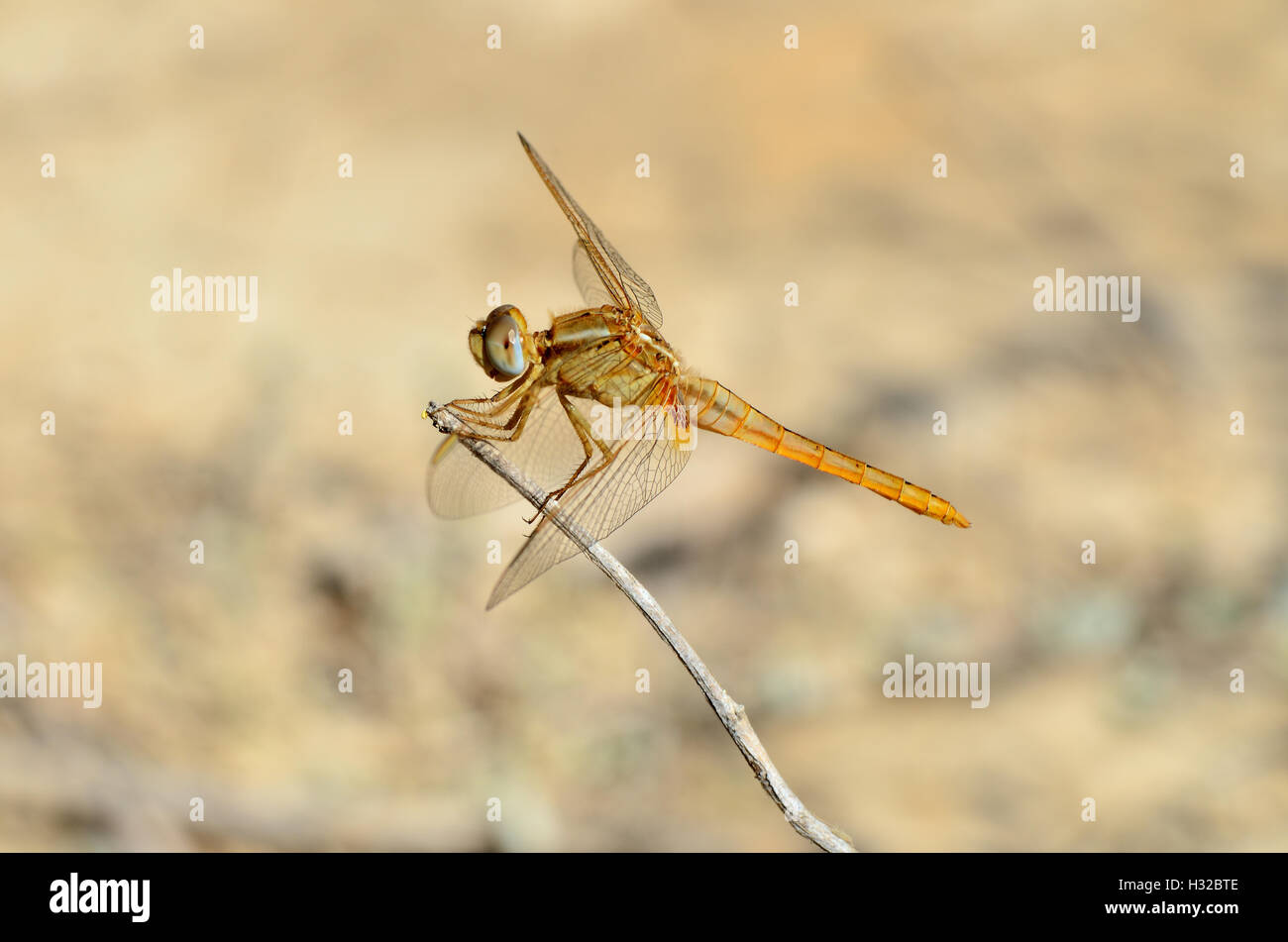 Closeup of dragonfly resting on a twig Stock Photo - Alamy