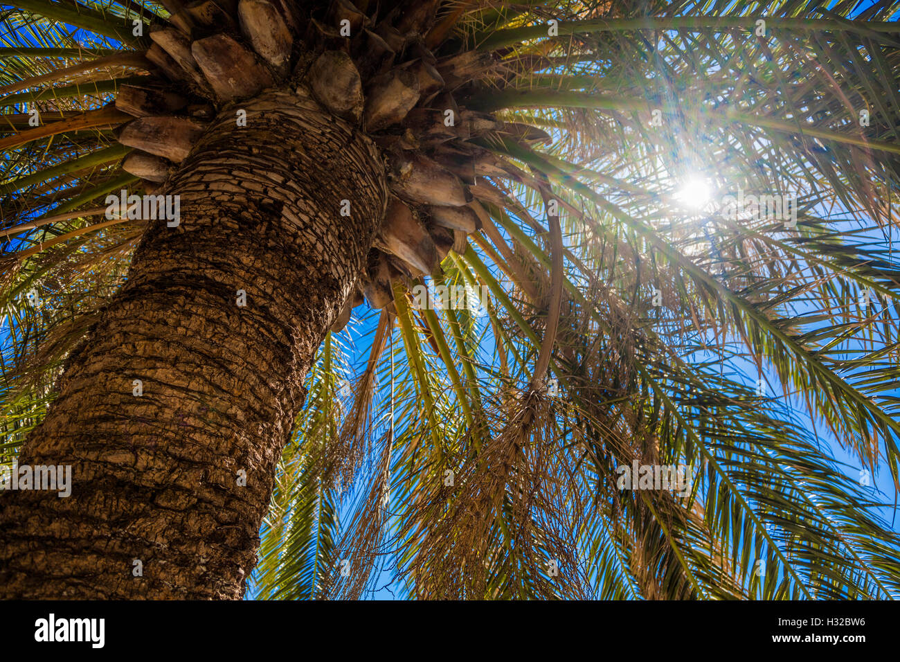 Sun rays shine through tree hi-res stock photography and images - Alamy