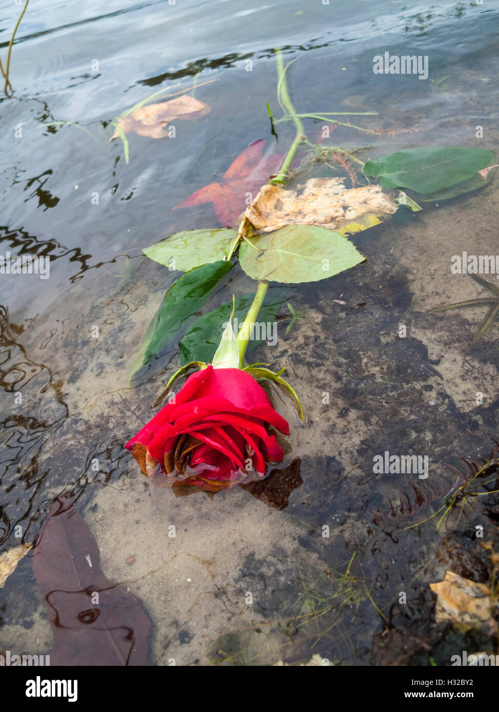 Concept photograph for broken heart failed romance relationship of dead red roses floating in a lake or river Stock Photo