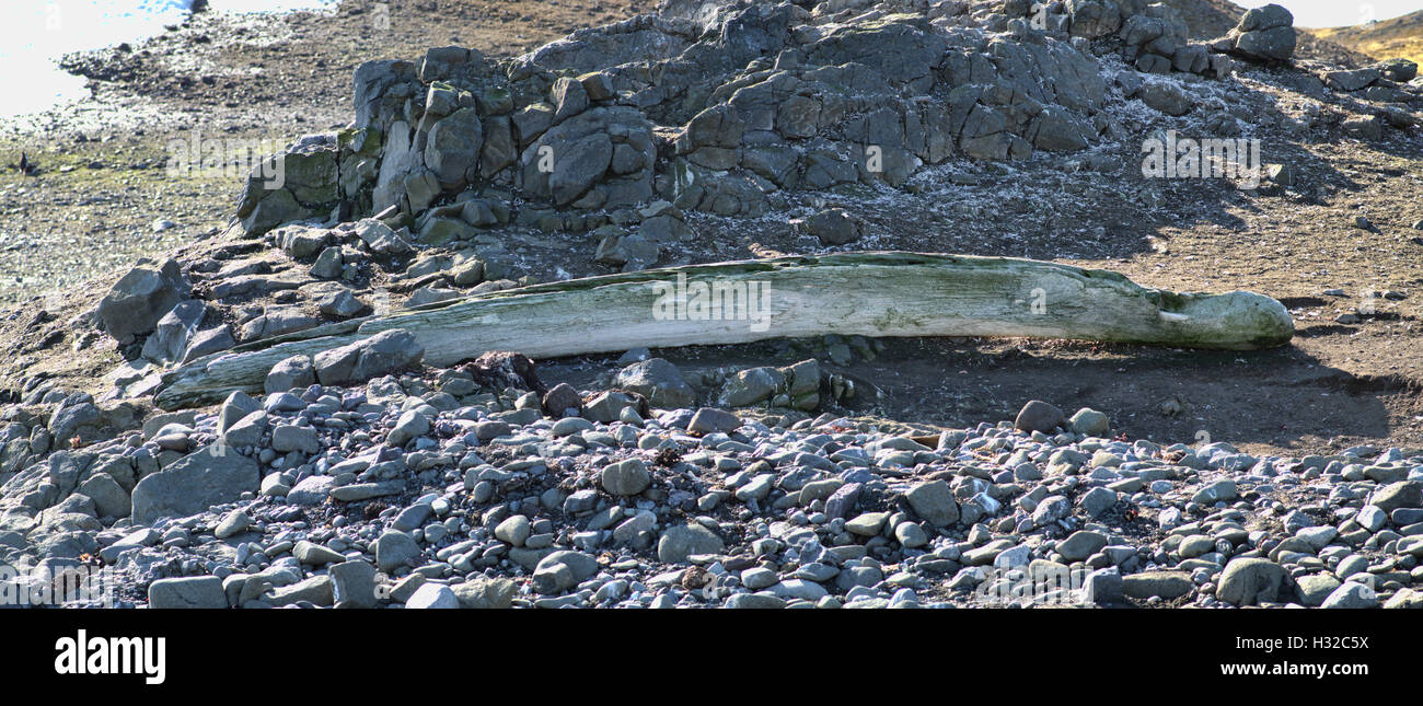 Relic of past whaling rib bone on the beach, Aitcho islands