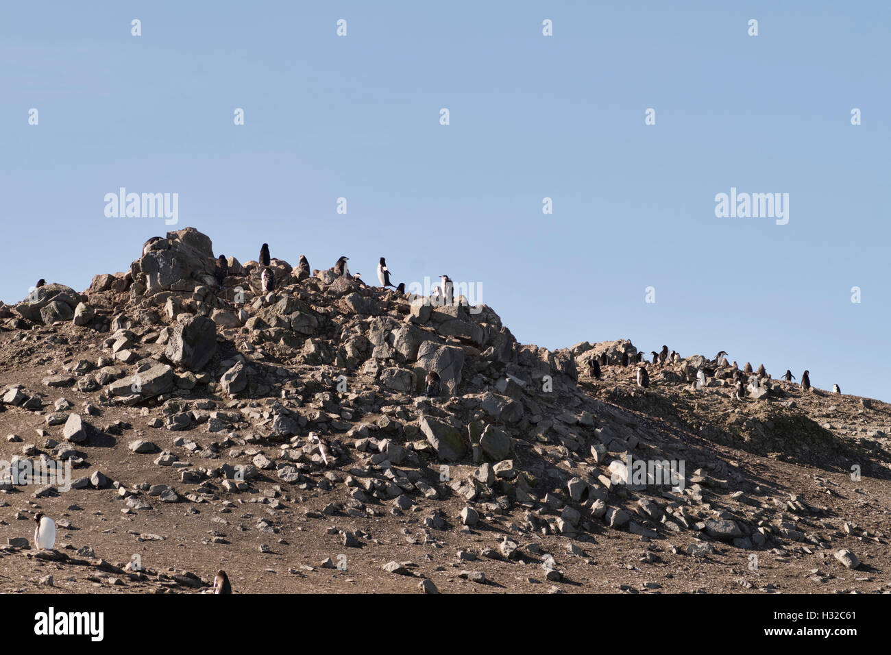 A chinstrap penguin rookery on one of the Aitcho islands. Stock Photo