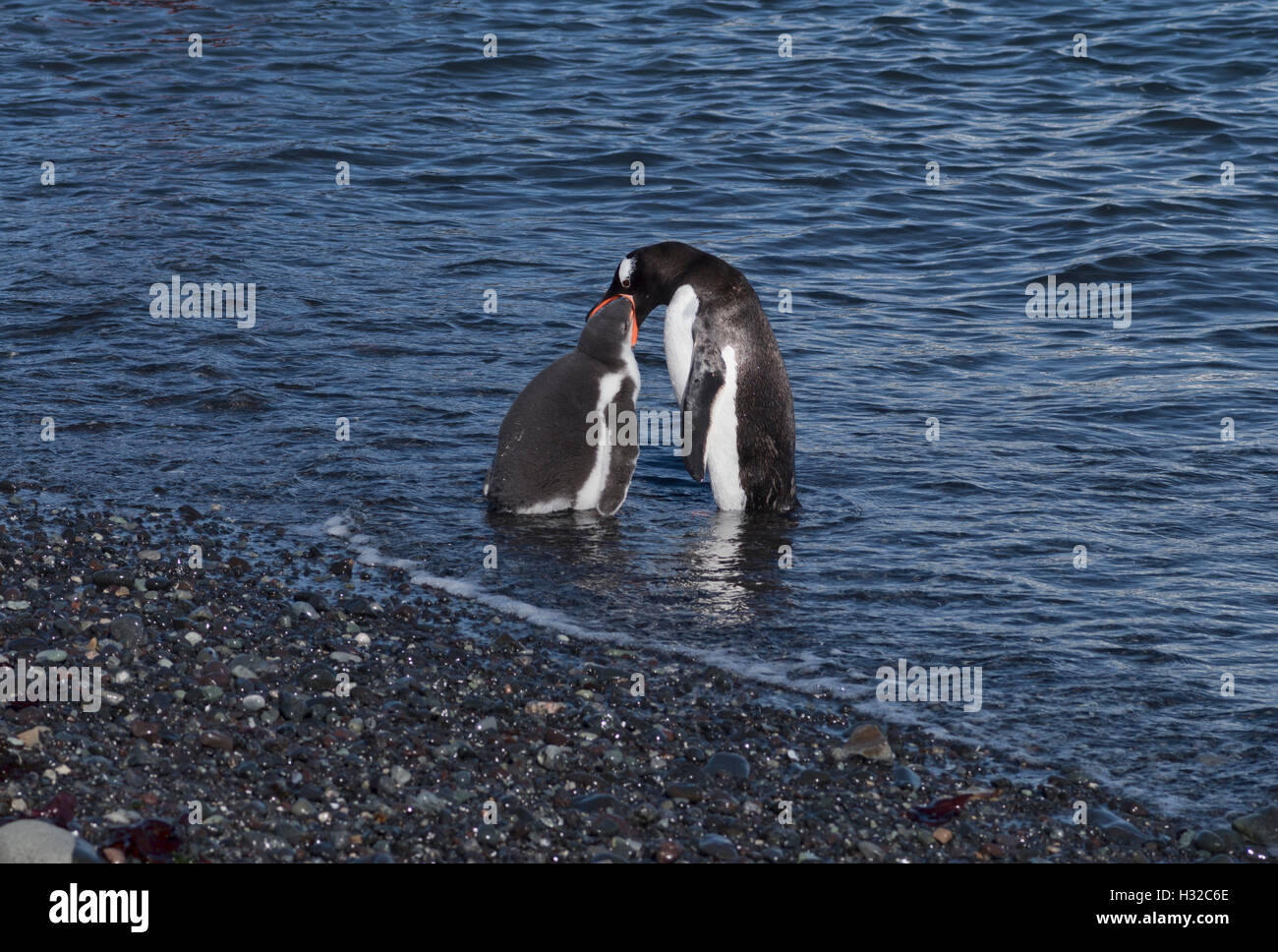 A gentoo penguin lures its offspring into the water with the promise of food - start of the weaning process Stock Photo