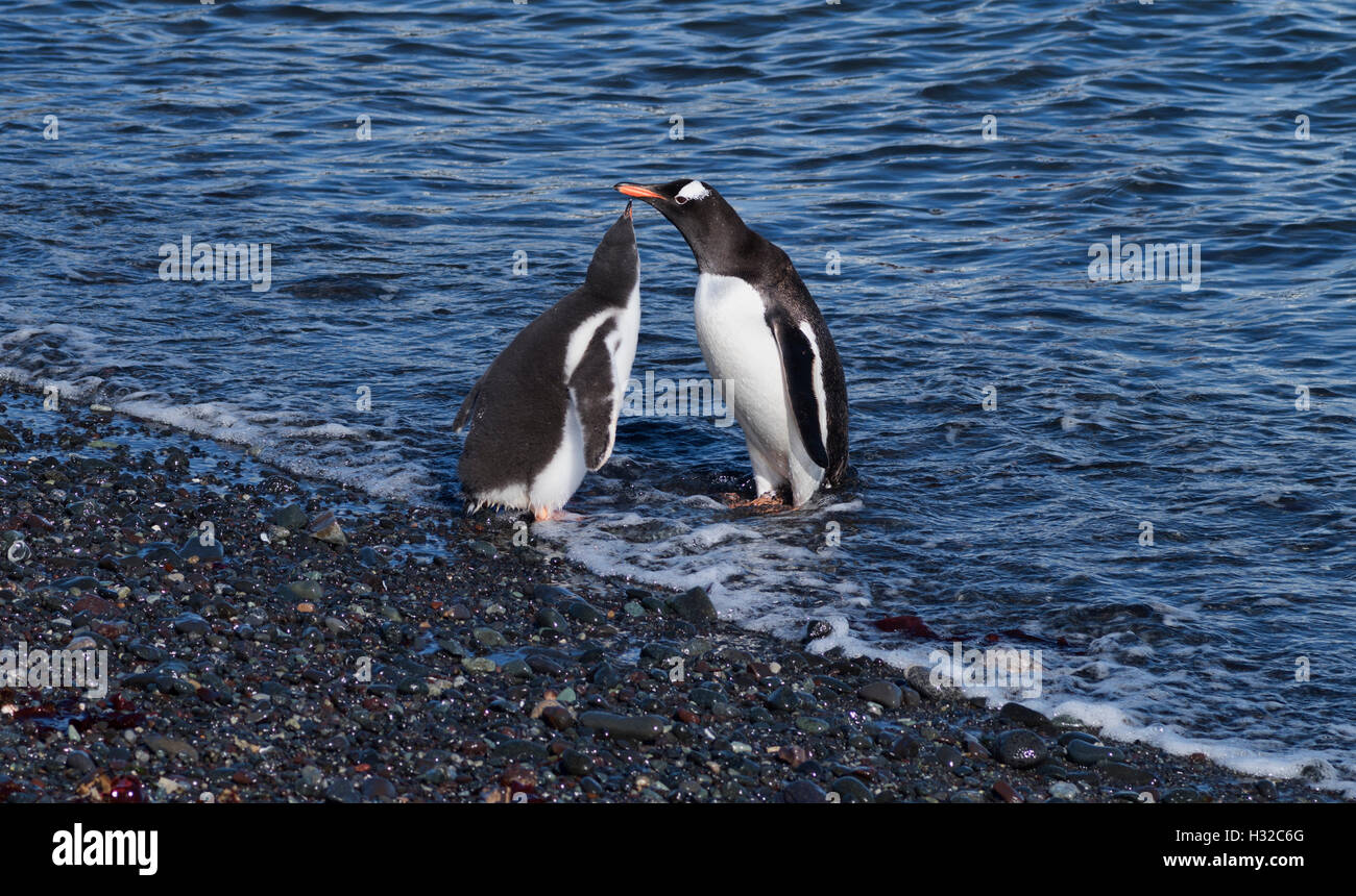 A gentoo penguin lures its offspring into the water with the promise of food - start of the weaning process Stock Photo