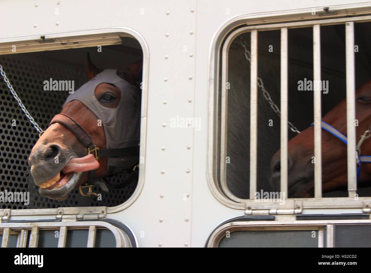 Comical Horse, Tongue Flapping in the Wind, Enjoys His Ride in a Trailer Stock Photo