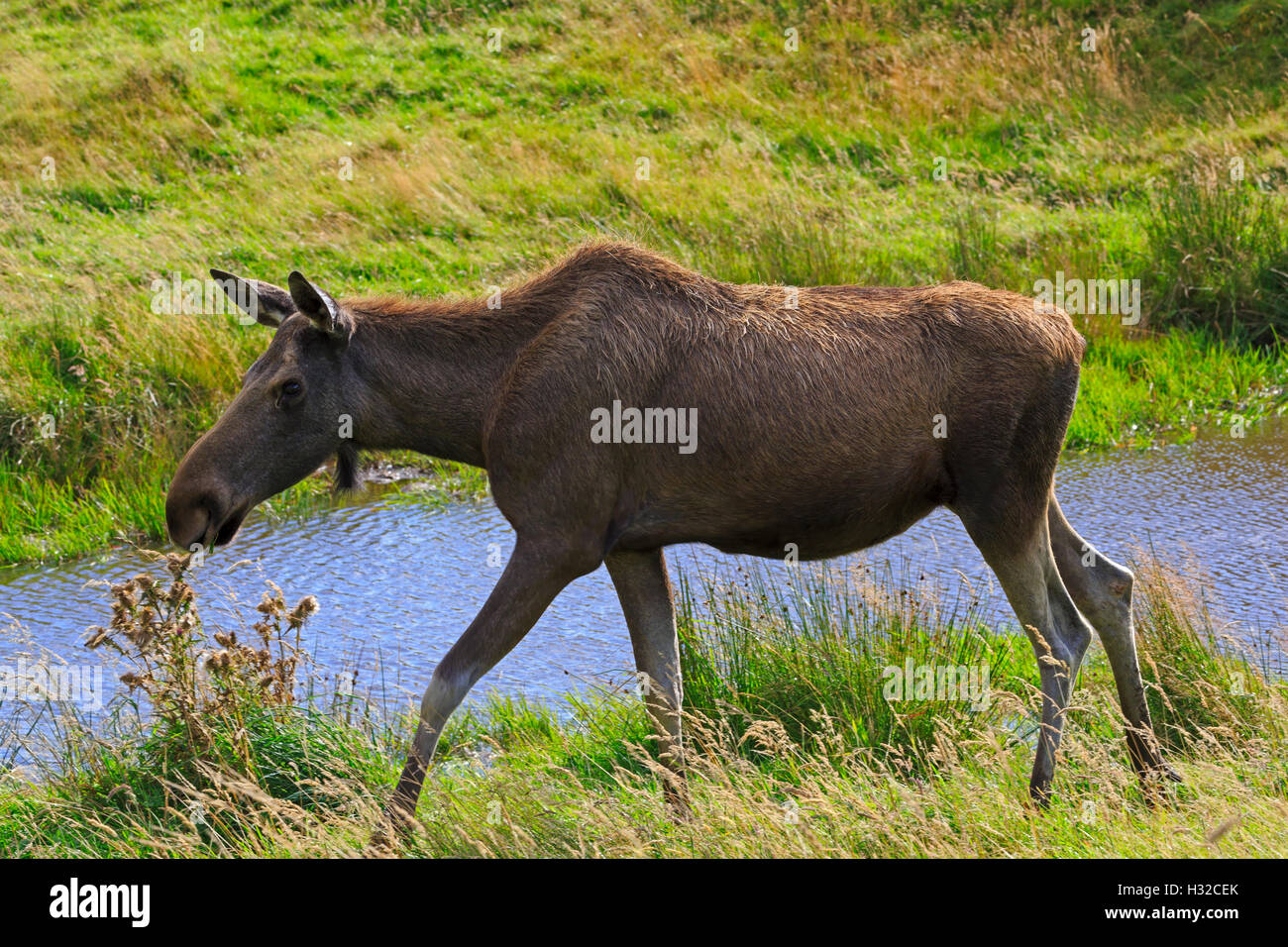 Eurasian elk; Alces alces Stock Photo