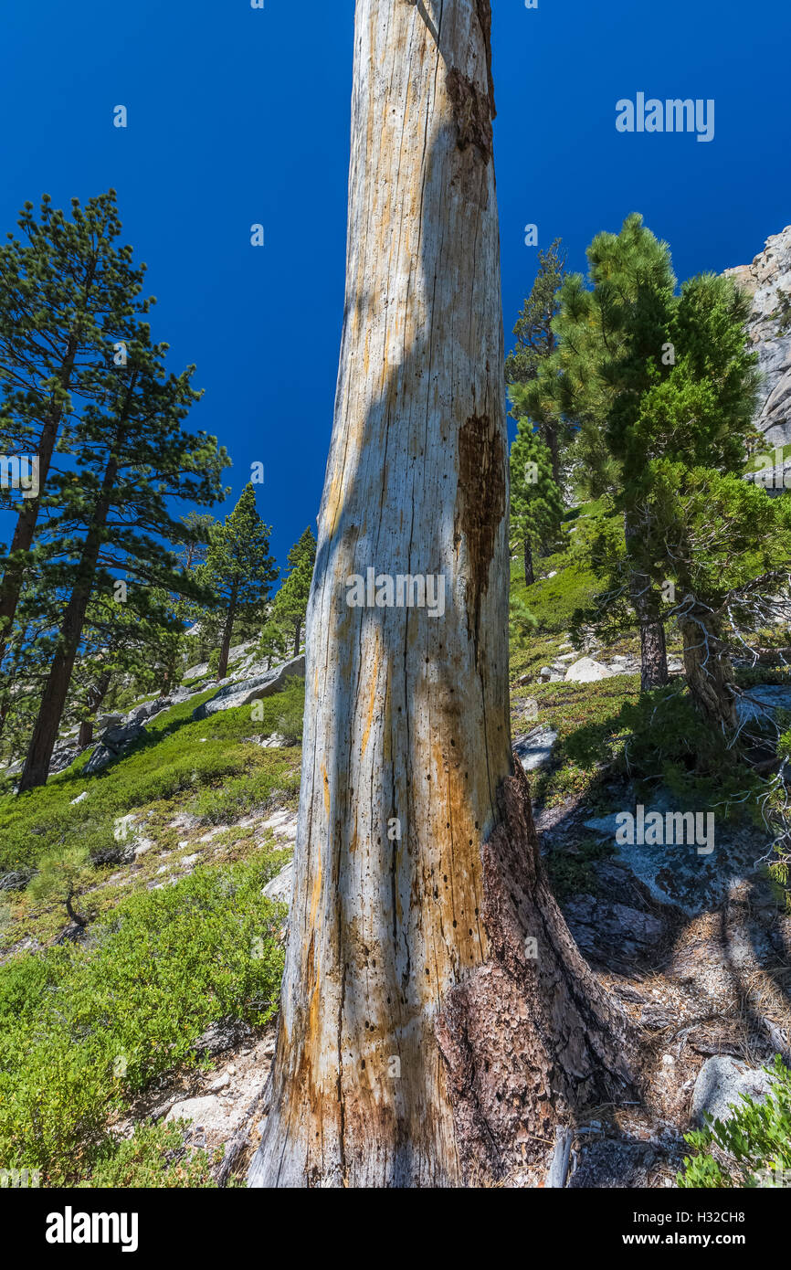 Branch shadows on a dead pine tree along Echo Lakes, Eldorado National Forest, Sierra Nevada, California, USA Stock Photo