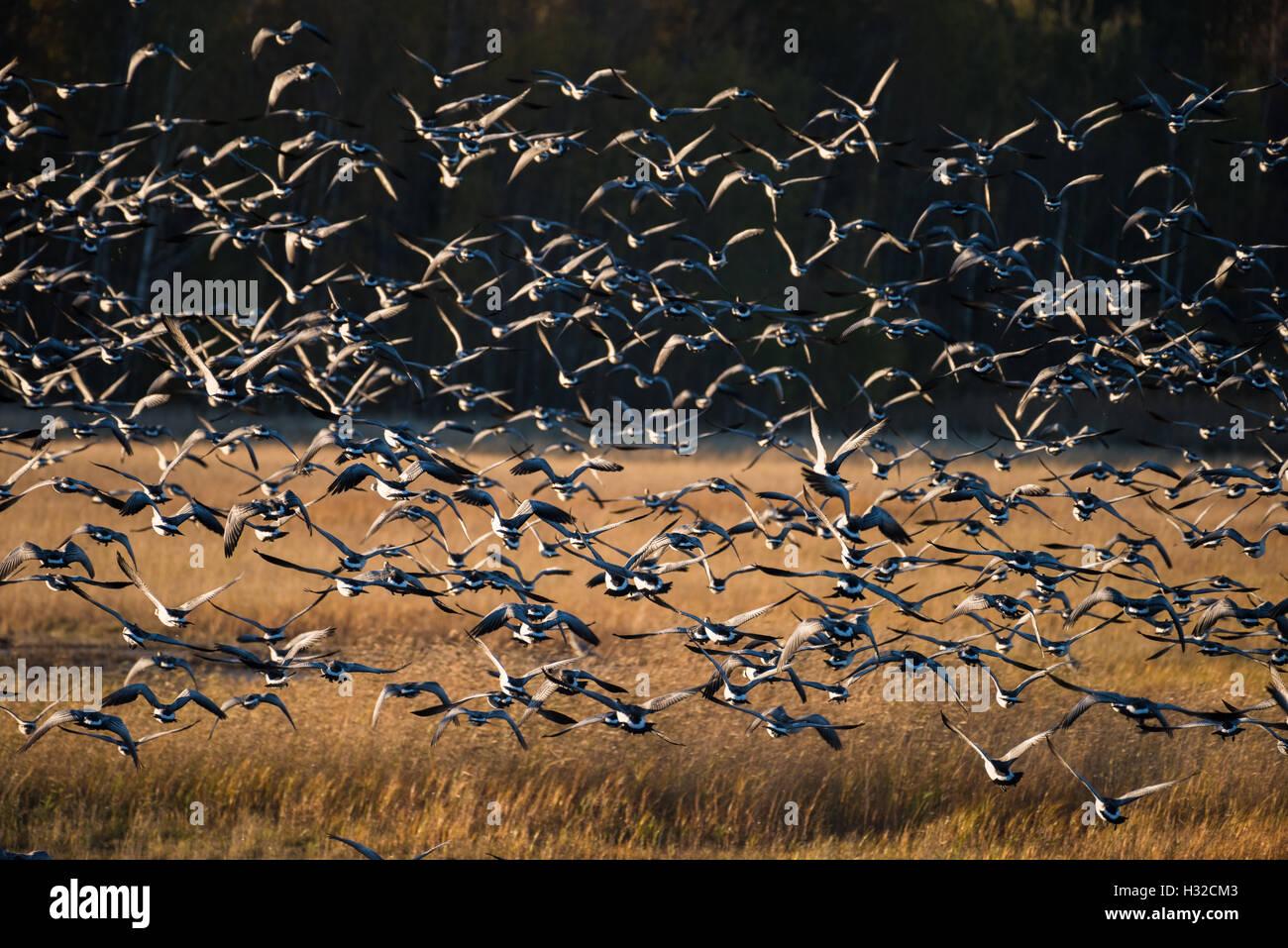 Large flock of geese flying over water Stock Photo