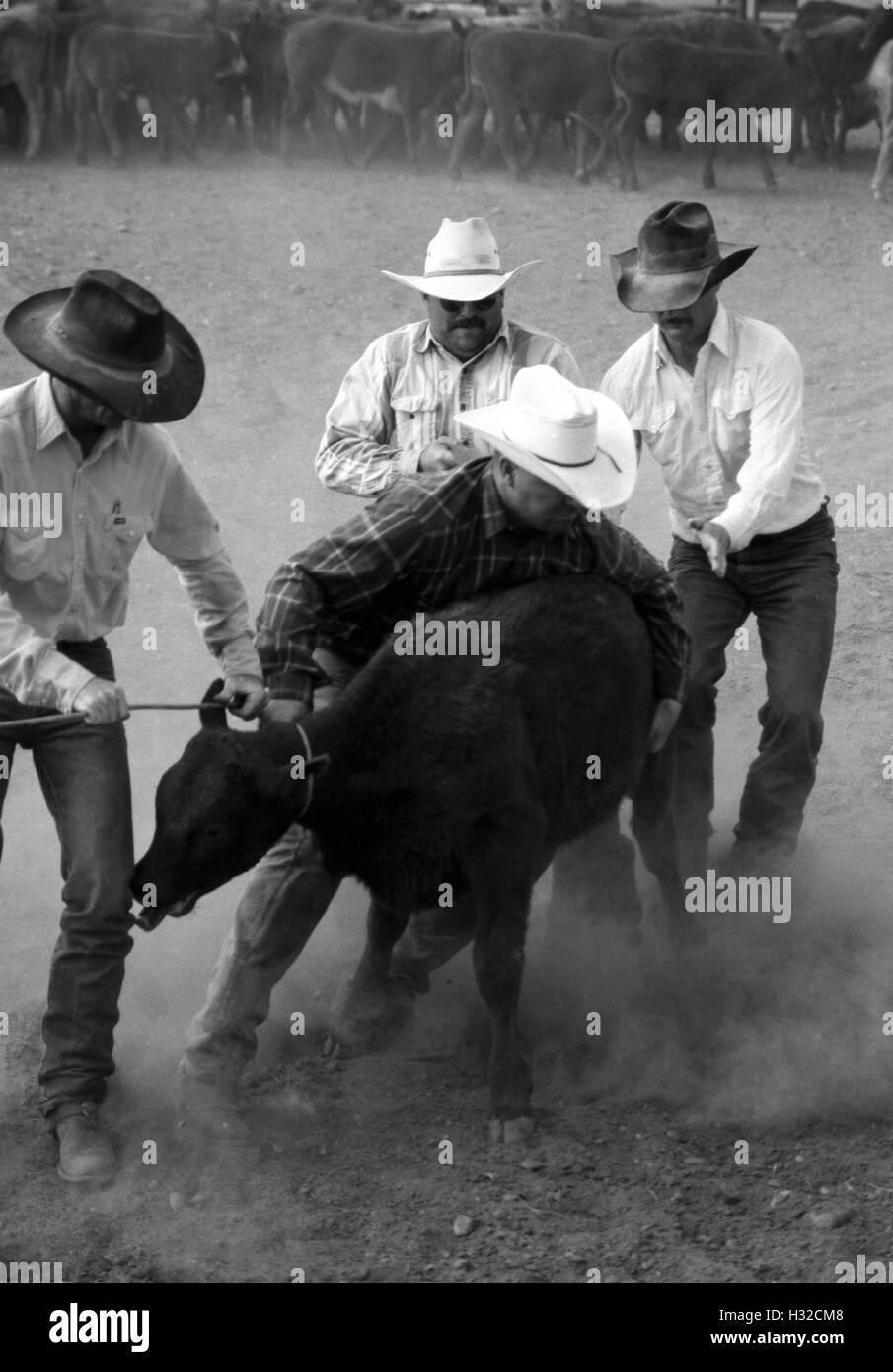 Cowboys attempt to throw calf in preparation of branding (scan from b&w negative) circa 1998 Stock Photo