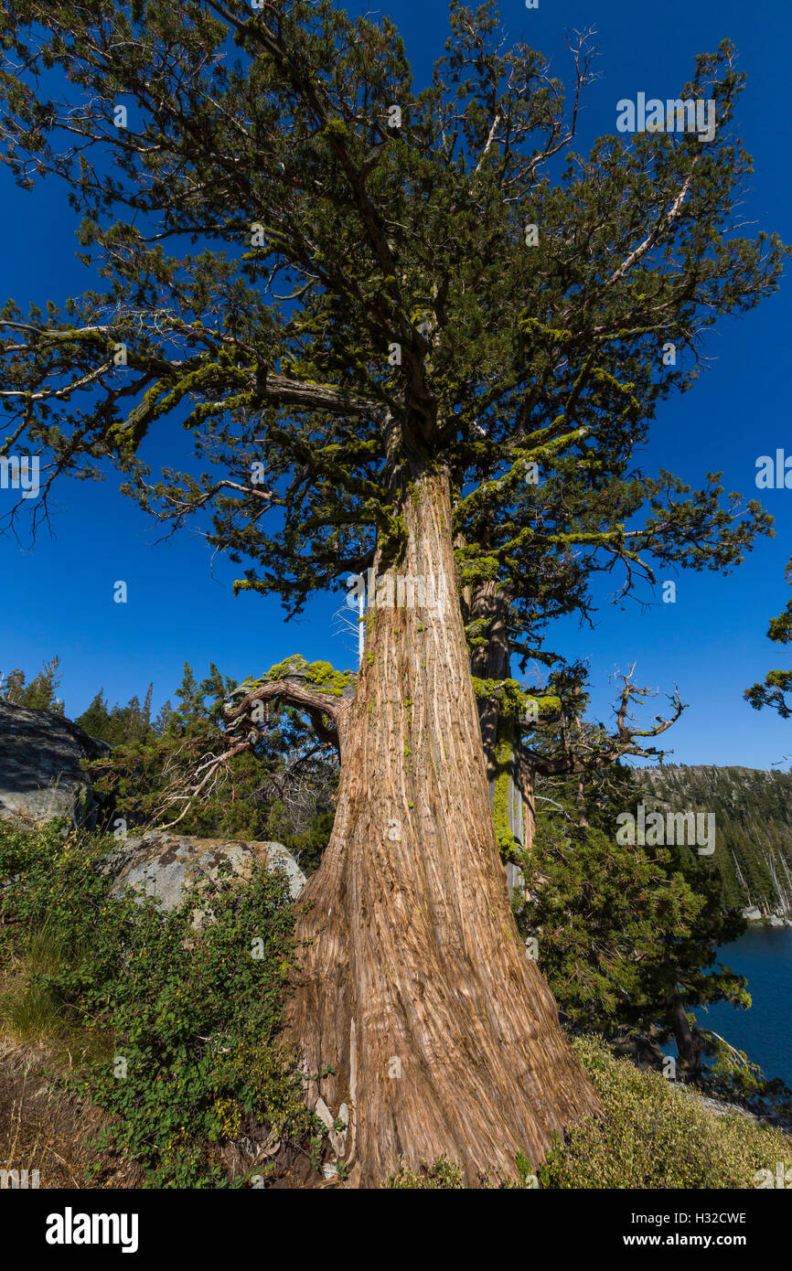 Tall juniper tree hi-res stock photography and images - Alamy