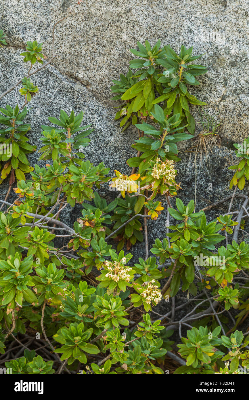 Western Labrador Tea, Rhododendron columbianum, Desolation Wilderness, Eldorado National Forest, California, USA Stock Photo