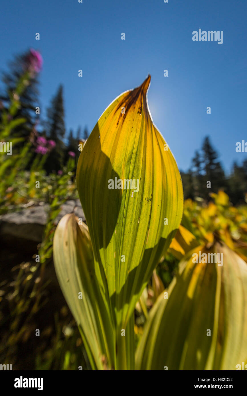 California False Hellebore, Veratrum californicum, aka California Corn