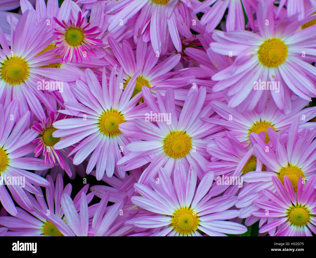 Looking down on a bunch of Pink Daisy's. Makes a great background. Stock Photo