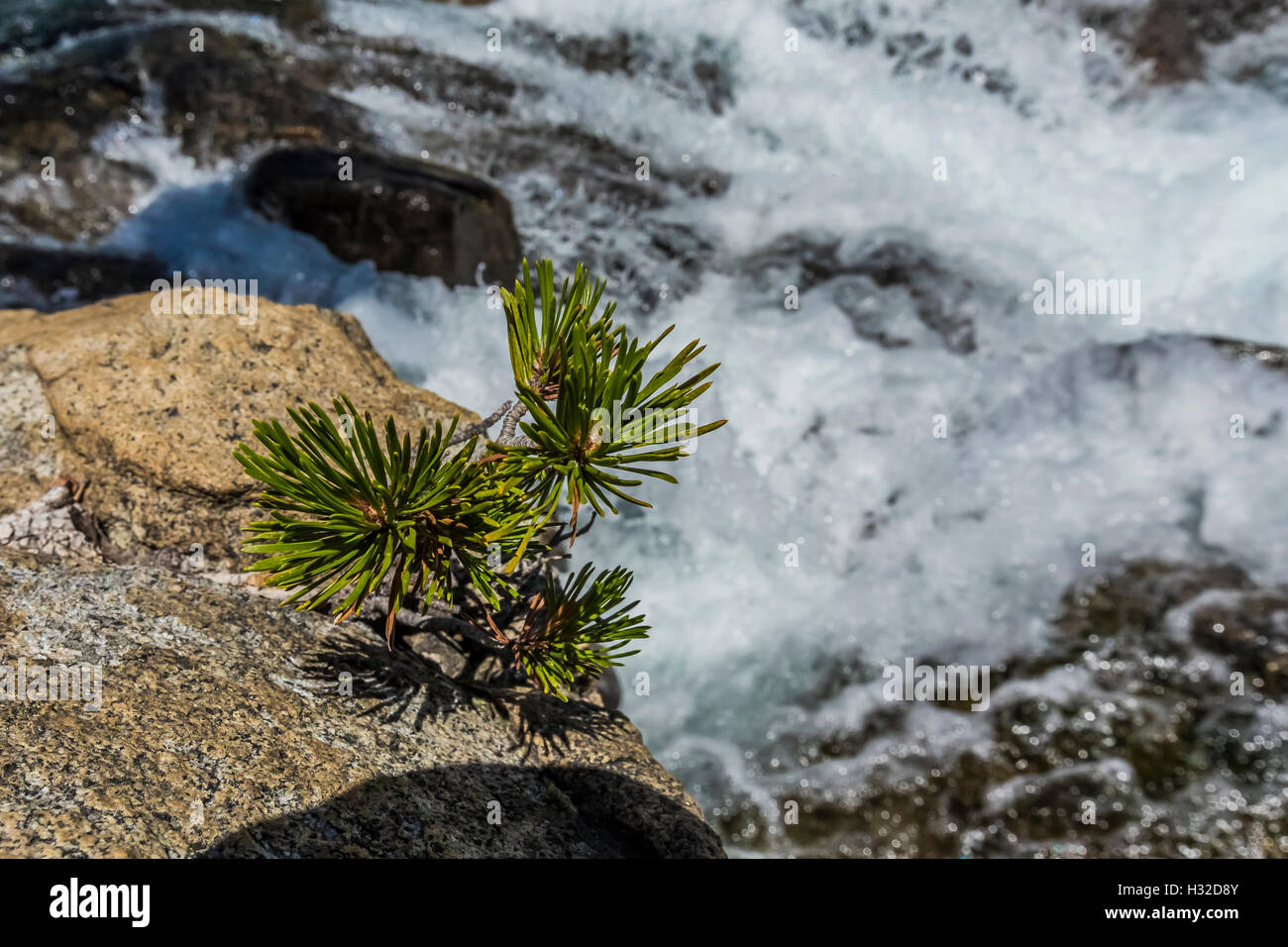 Lodgepole Pine, Pinus contorta, Horsetail Falls along Pyramid Creek in