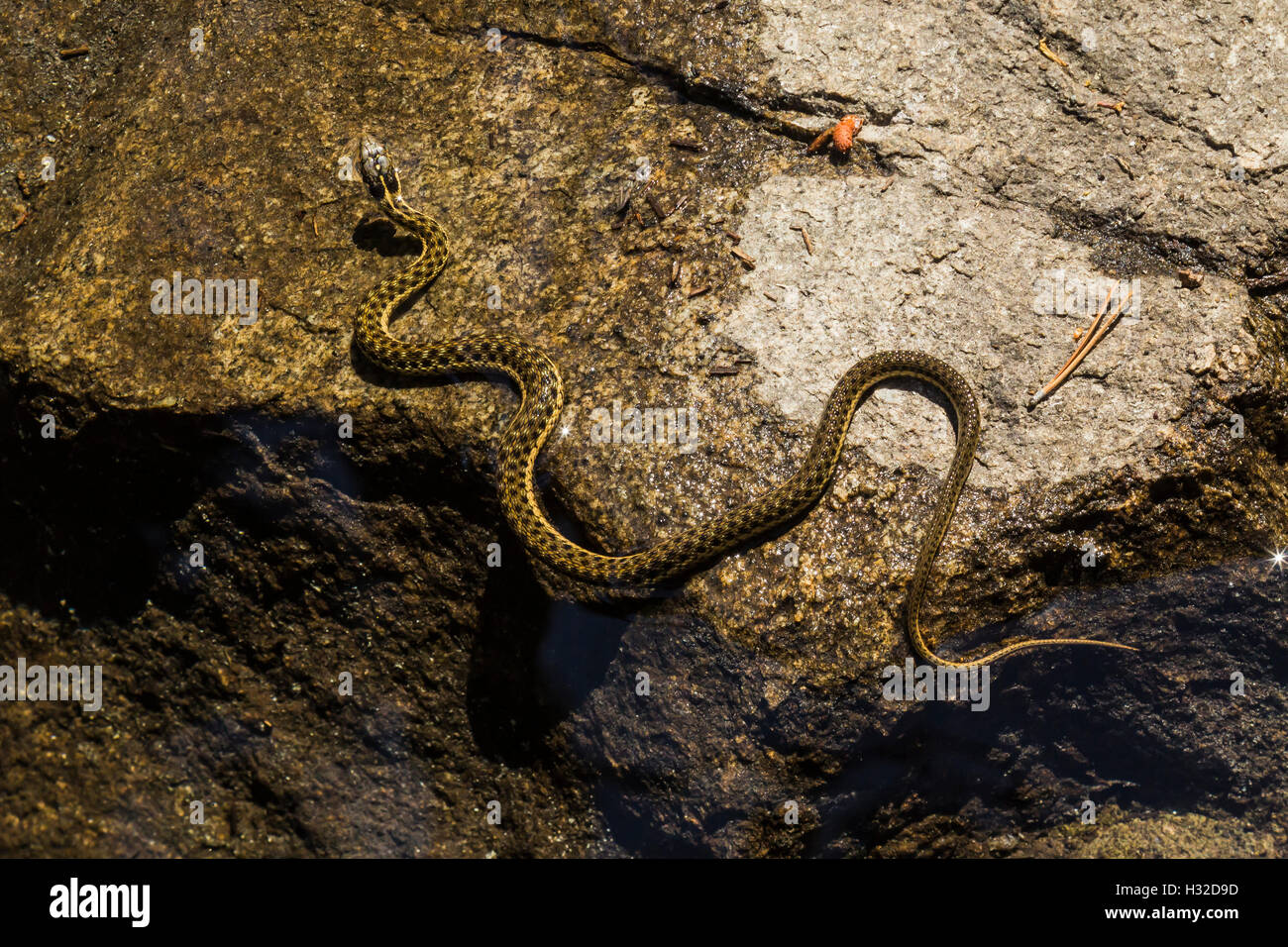 Sierra Garter Snake, Thamnophis couchii, a semi-aquatic snake along Pyramid Creek in the Desolation Wilderness, California, USA Stock Photo