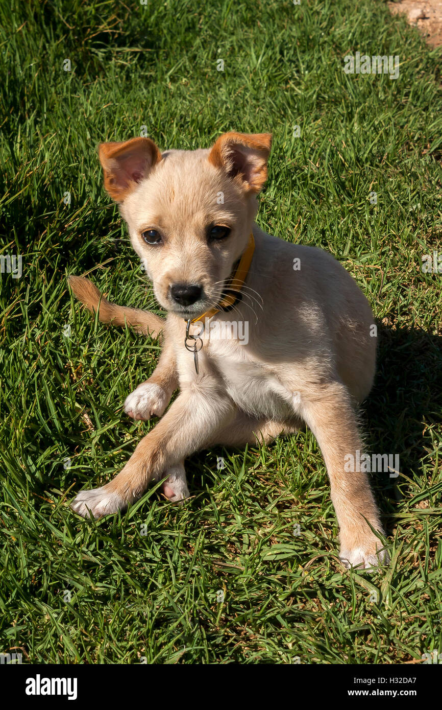 Dog pup Stock Photo