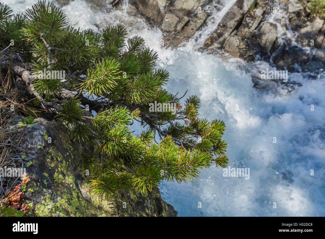 Lodgepole Pine, Pinus contorta, Horsetail Falls along Pyramid Creek in