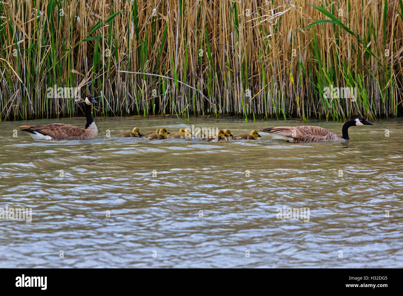 A family of Canada Geese (Branta canadensis) swims up the main channel of the Bear River Migratory Bird Refuge near Brigham City, Utah, USA. Stock Photo