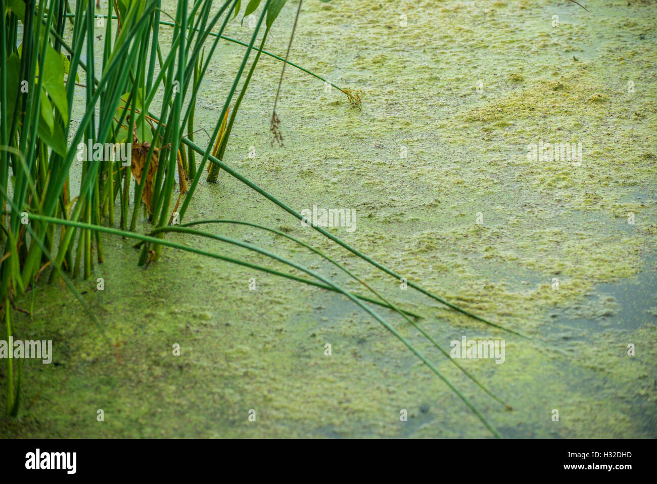 Pond weeds hi-res stock photography and images - Alamy