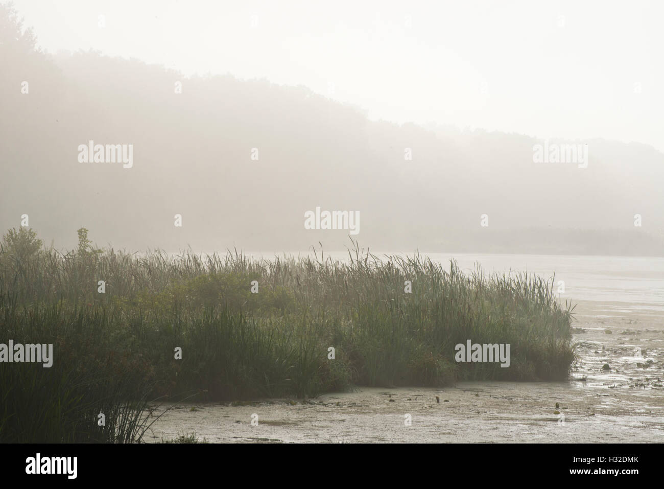 Early morning with weeds and fog at Bakken's Pond State Natural Area. Stock Photo