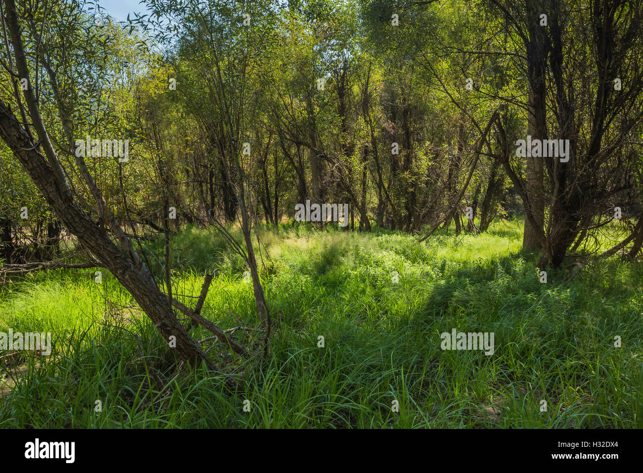 Willows in bottomland forest at Cathedral Beach picnic area along the