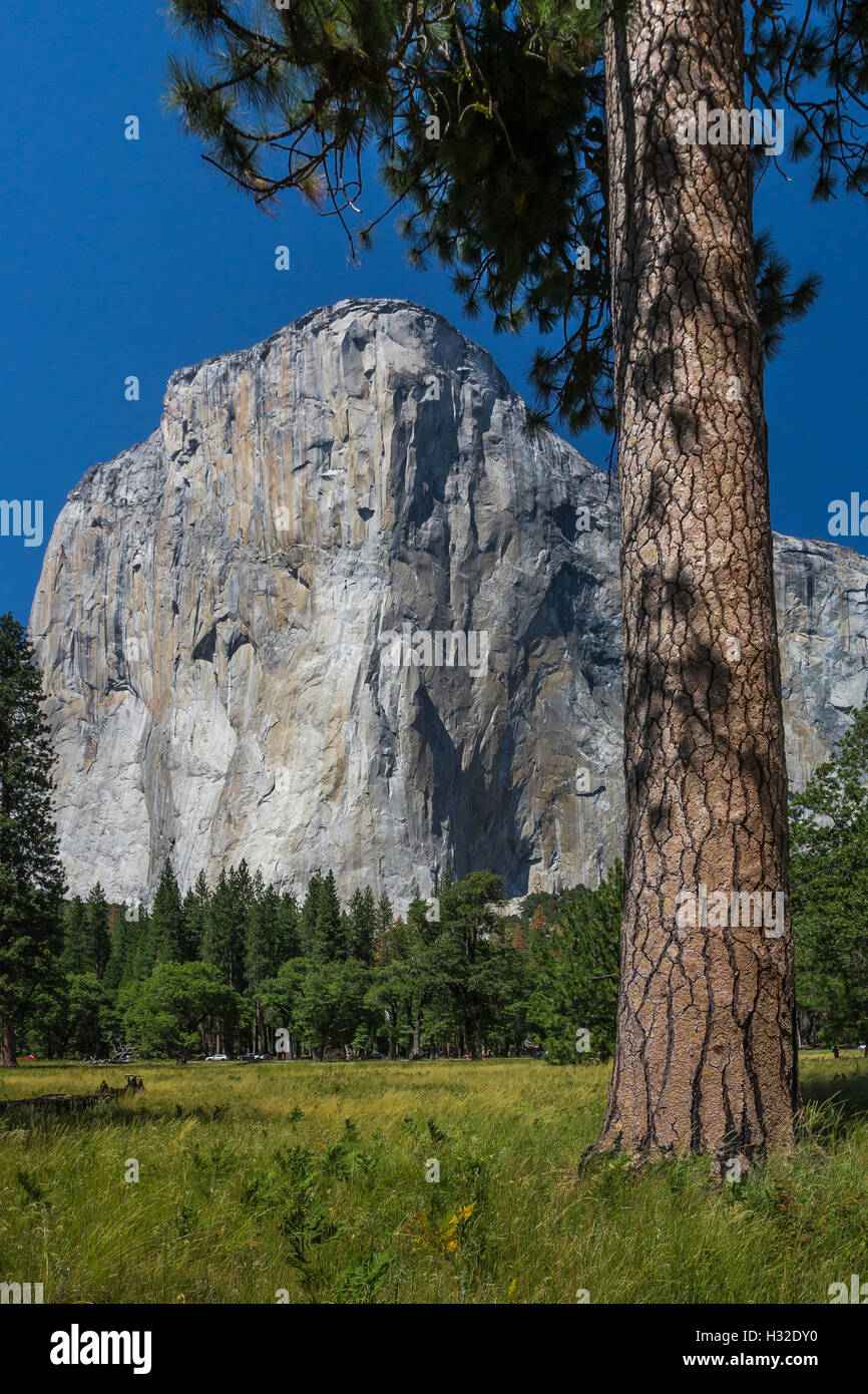 Jeffrey Pine, Pinus jeffreyi, in Yosemite Valley with El Capitan Rising in the distance, Yosemite National Park, California, USA Stock Photo