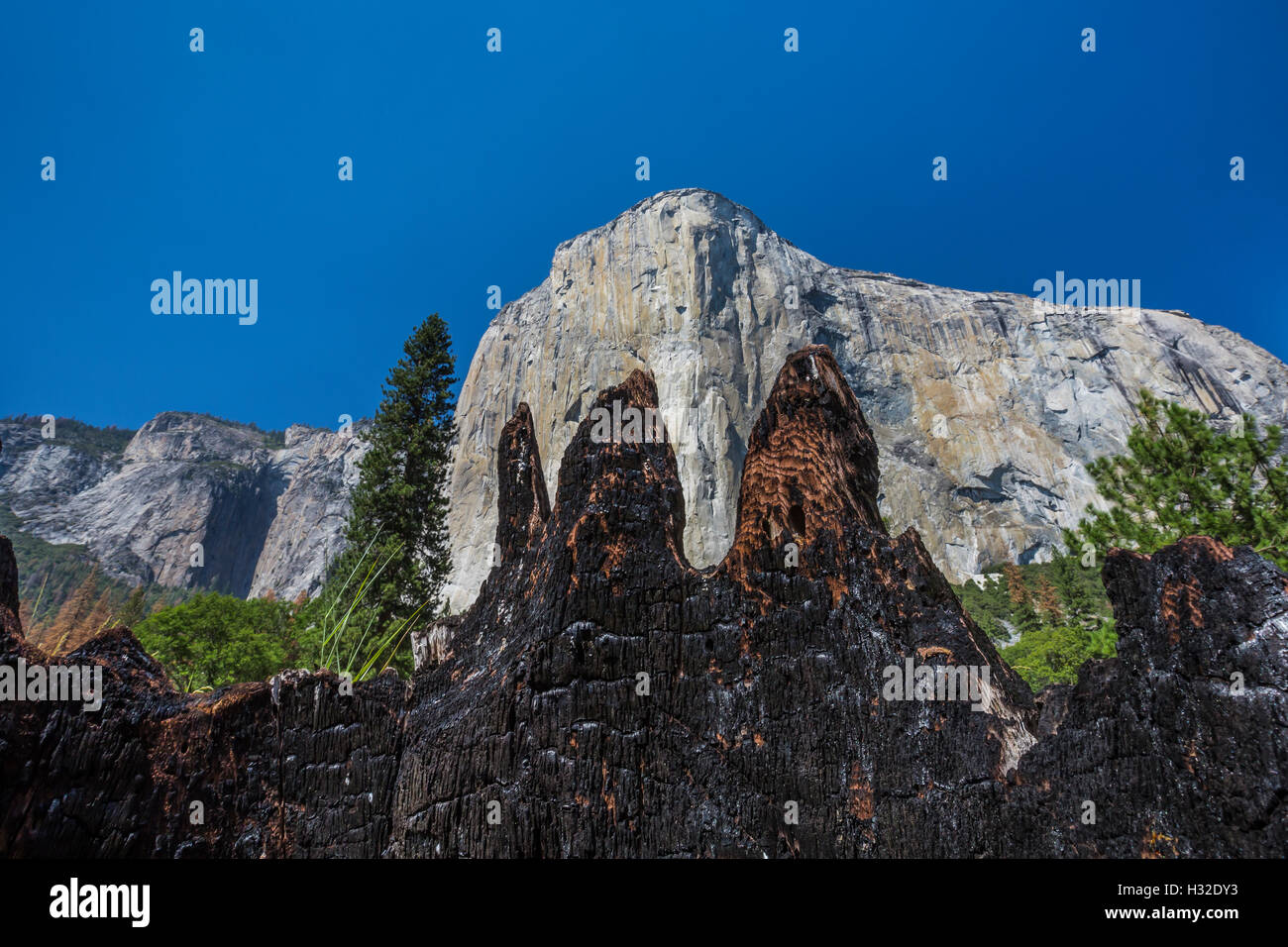 Burnt stump showing evidence of wildfire in Yosemite Valley, with El