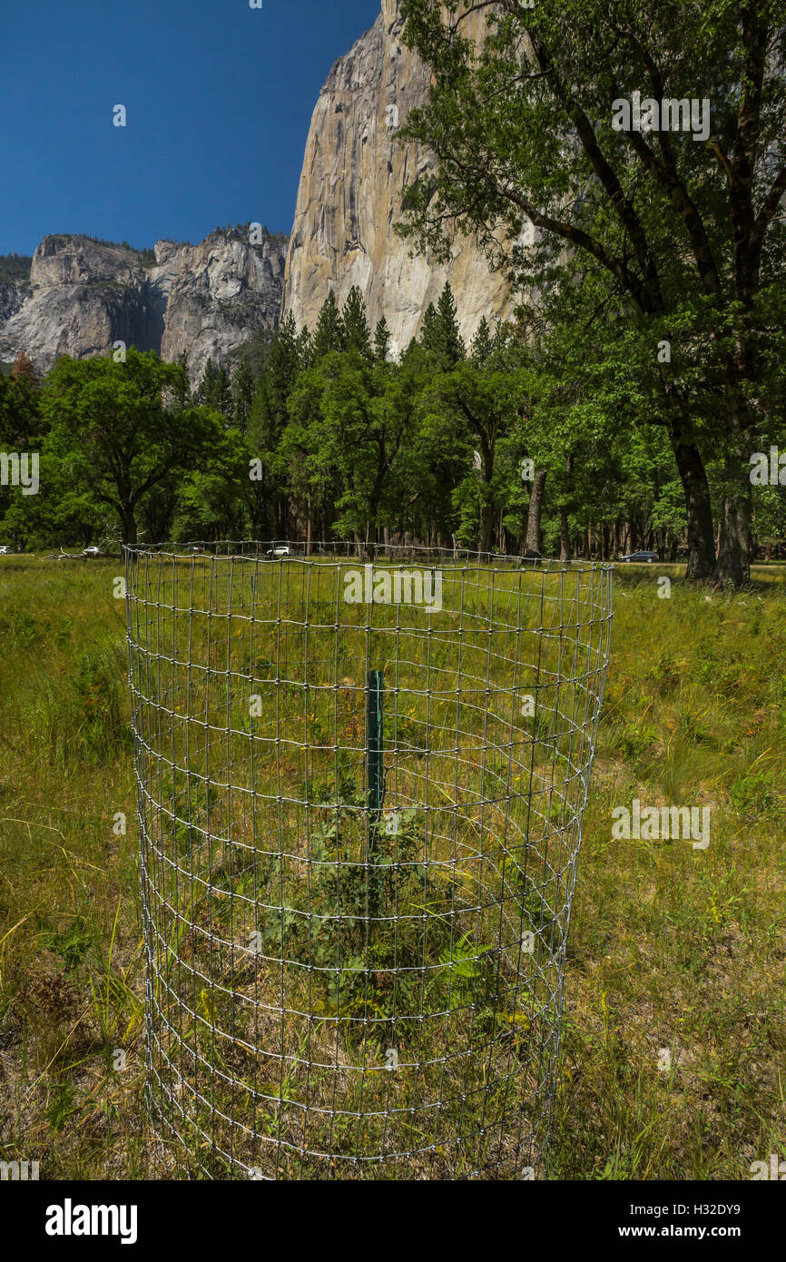 Young oak tree planted in a meadow below El Capitan, protected from
