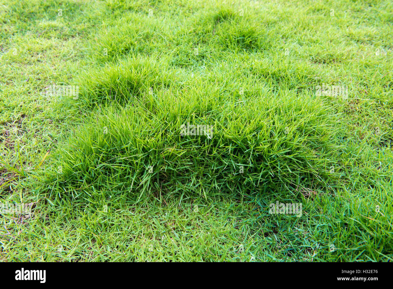 green grass field Stock Photo