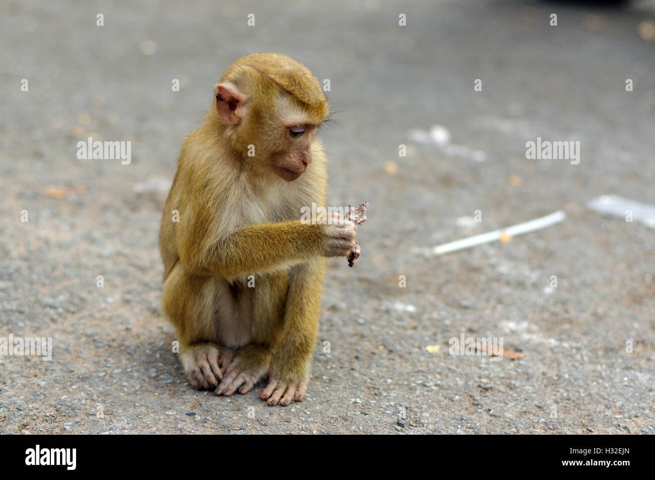 A lonely male long-tail mountain monkey sitting on gravel platform ...