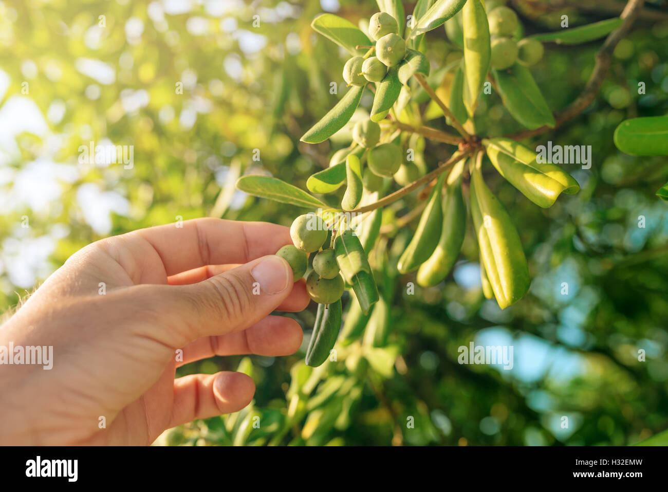 Farmer picking olive like fruit from oleaster shrub, common live