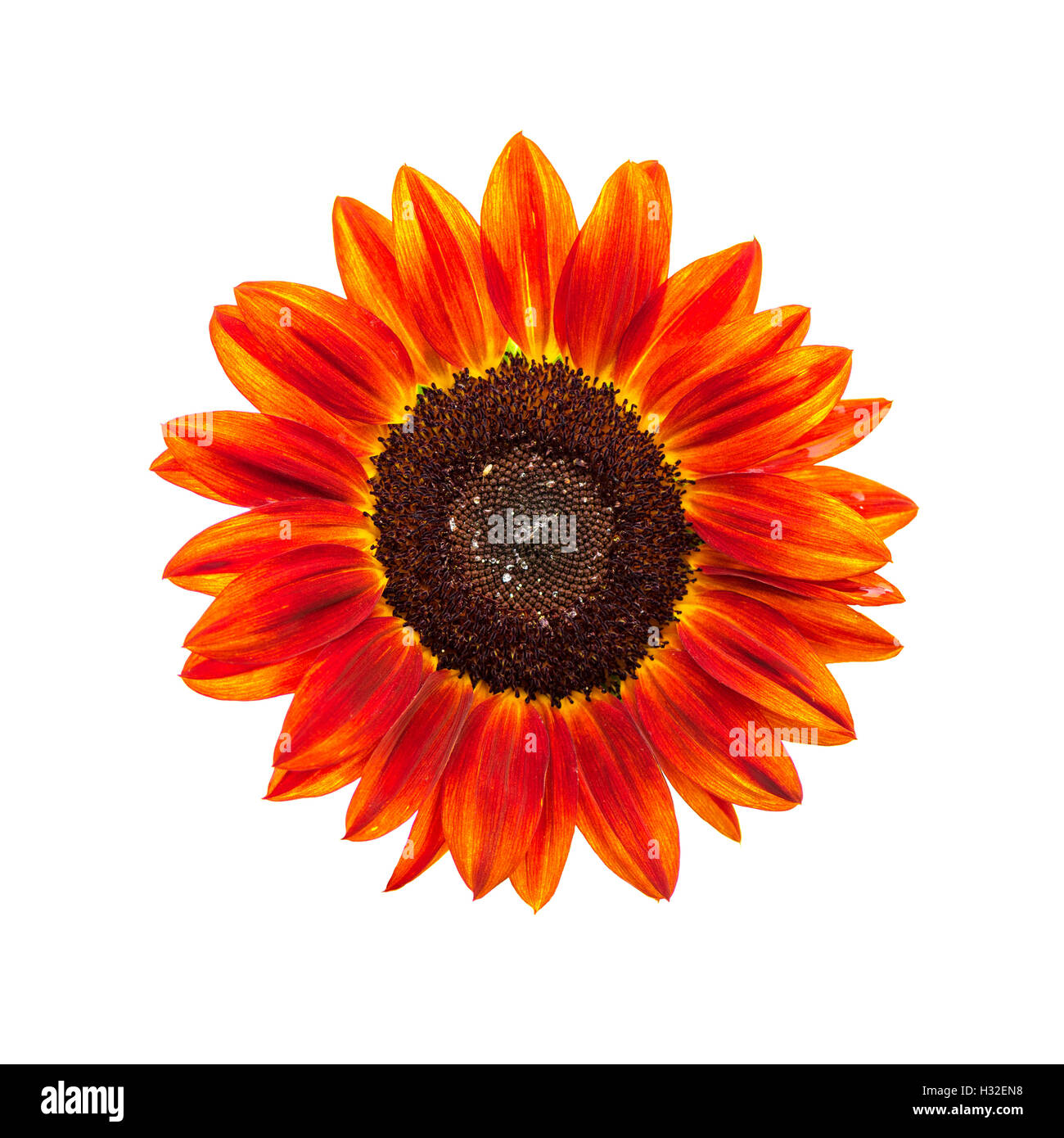 Red sunflower head isolated on white background Stock Photo - Alamy