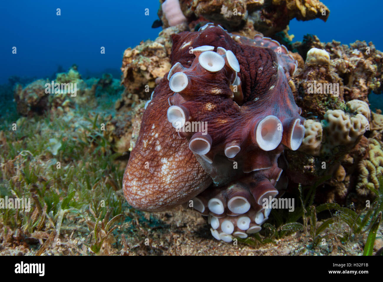 Common Reef Octopus Exhibiting Territorial Behavior (Octopus Cyanea